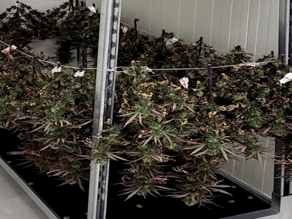 Xebra harvests first cannabis crop in the Netherlands